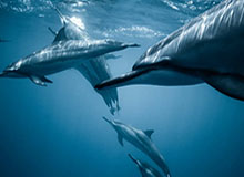 澳门澳彩图库-2000球迷助兴4比1大捷 5战全胜枪手外战火力全开